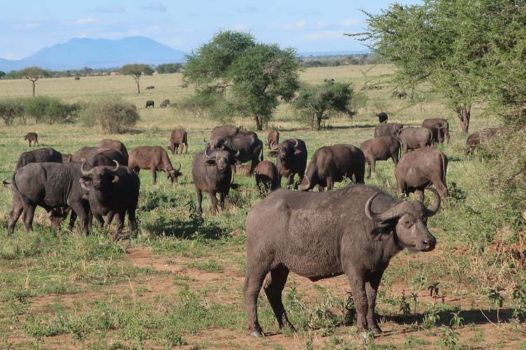 aifs-adventure-trips-tansania-safari-tarangire-büffel