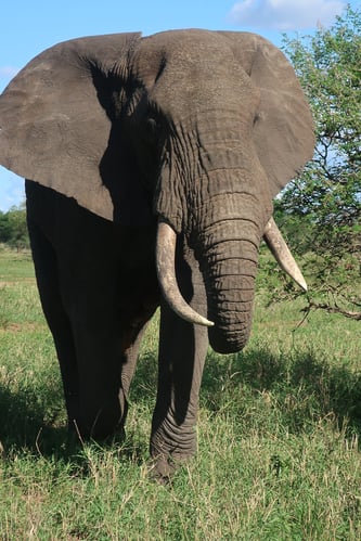 aifs-adventure-trips-tansania-safari-tarangire-elefant