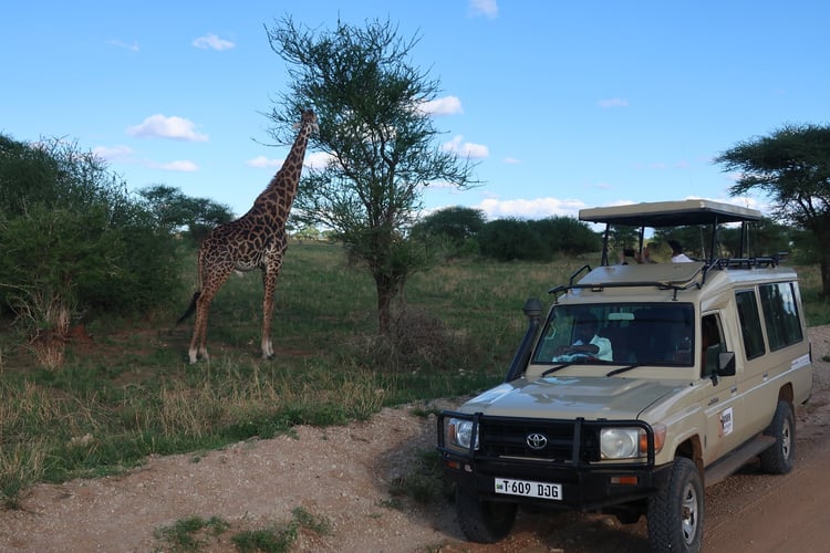 aifs-adventure-trips-tansania-tarangire-safari-jeep-giraffe