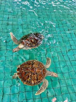 aifs-adventure-trips-thailand-southern-thai-ugc-antoniab-@antoniia-meer-berg-schildkroete