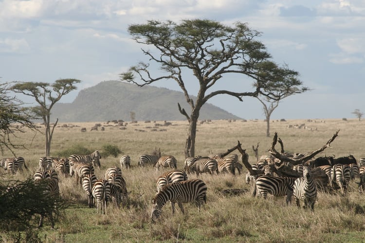 aifs-adventure-trips-zebra-safari-tansania