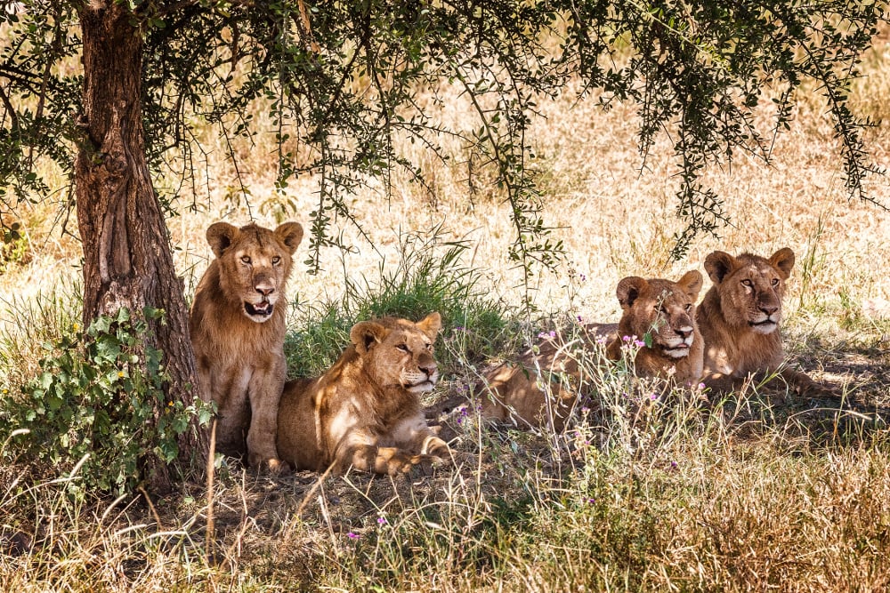 aifs-afrika-loewen-1