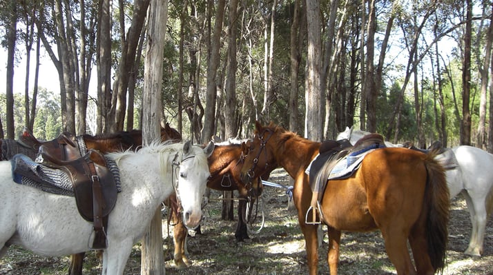 aifs-australien-rachwork-pferde