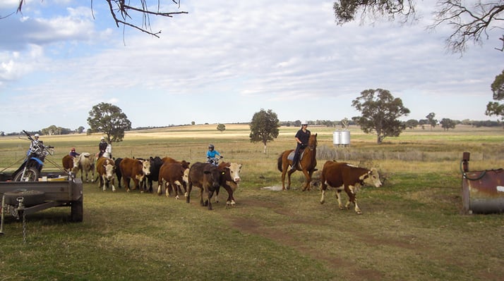 aifs-australien-ranchwork-kühe-personen