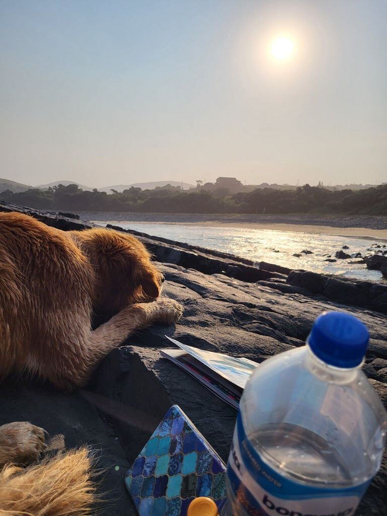 aifs-erfahrungen-surfcamp-südafrika-ugc-lenam-hund-strand