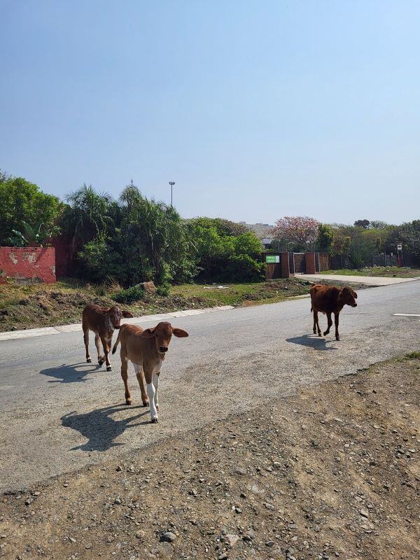 aifs-erfahrungen-surfcamp-südafrika-ugc-lenam-kühe