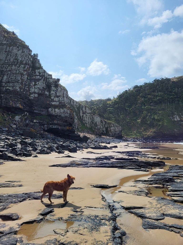 aifs-erfahrungen-surfcamp-südafrika-ugc-lenam-strand-hund