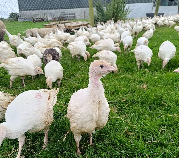 aifs-farmwork-erfahrungen-irland-sophie-truthahn