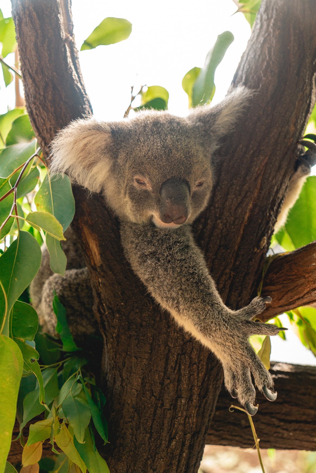 aifs-freiwilligenarbeit-australien-koala-wildlife-habitat-hochkant-quadratisch-1024x1024-1