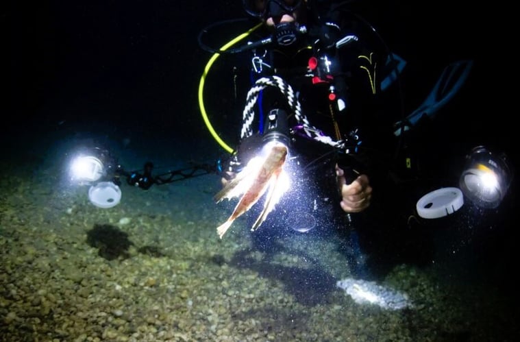 aifs-freiwilligenarbeit-griechenland-ocean-conservation-meer-tauchen-fische-nacht