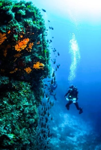 aifs-freiwilligenarbeit-griechenland-ocean-conservation-meer-tauchen-fische