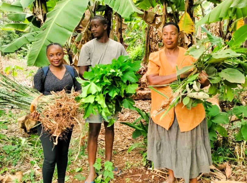 aifs-freiwilligenarbeit-tansania-trees-for-future-partnerfotos-landwirtschaft