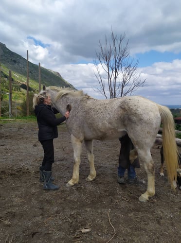 aifs-griechenland-kreta-freiwilligenarbeit-pferdeprojekt-pferd-person