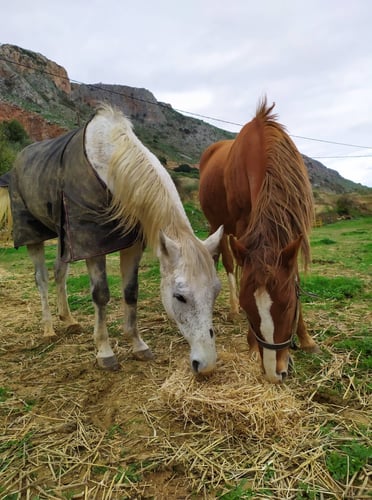 aifs-griechenland-kreta-freiwilligenarbeit-pferdeprojekt-pferde-tiere