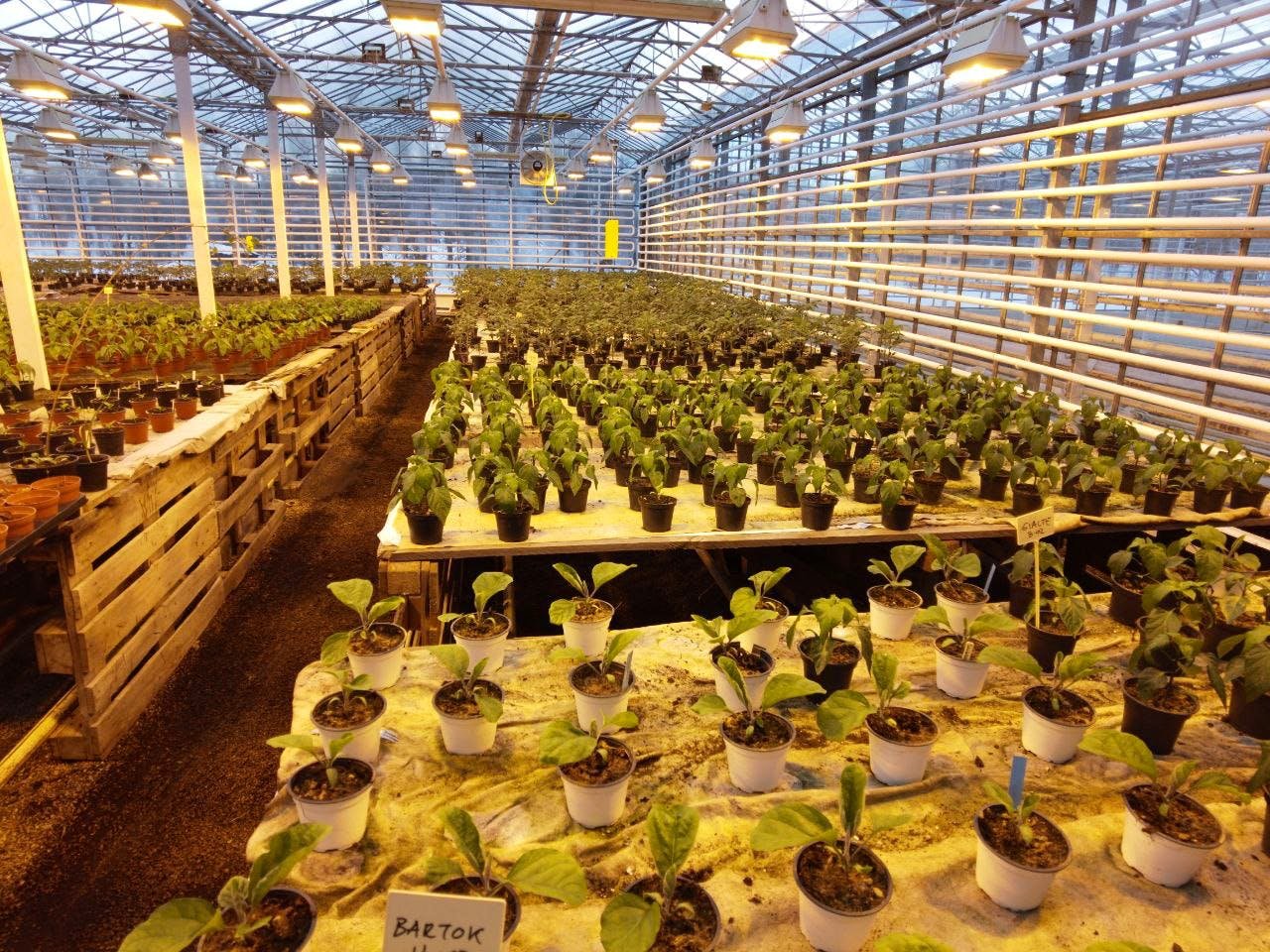 aifs-island-freiwilligenarbeit-ecovillage-greenhouse-pflanzen