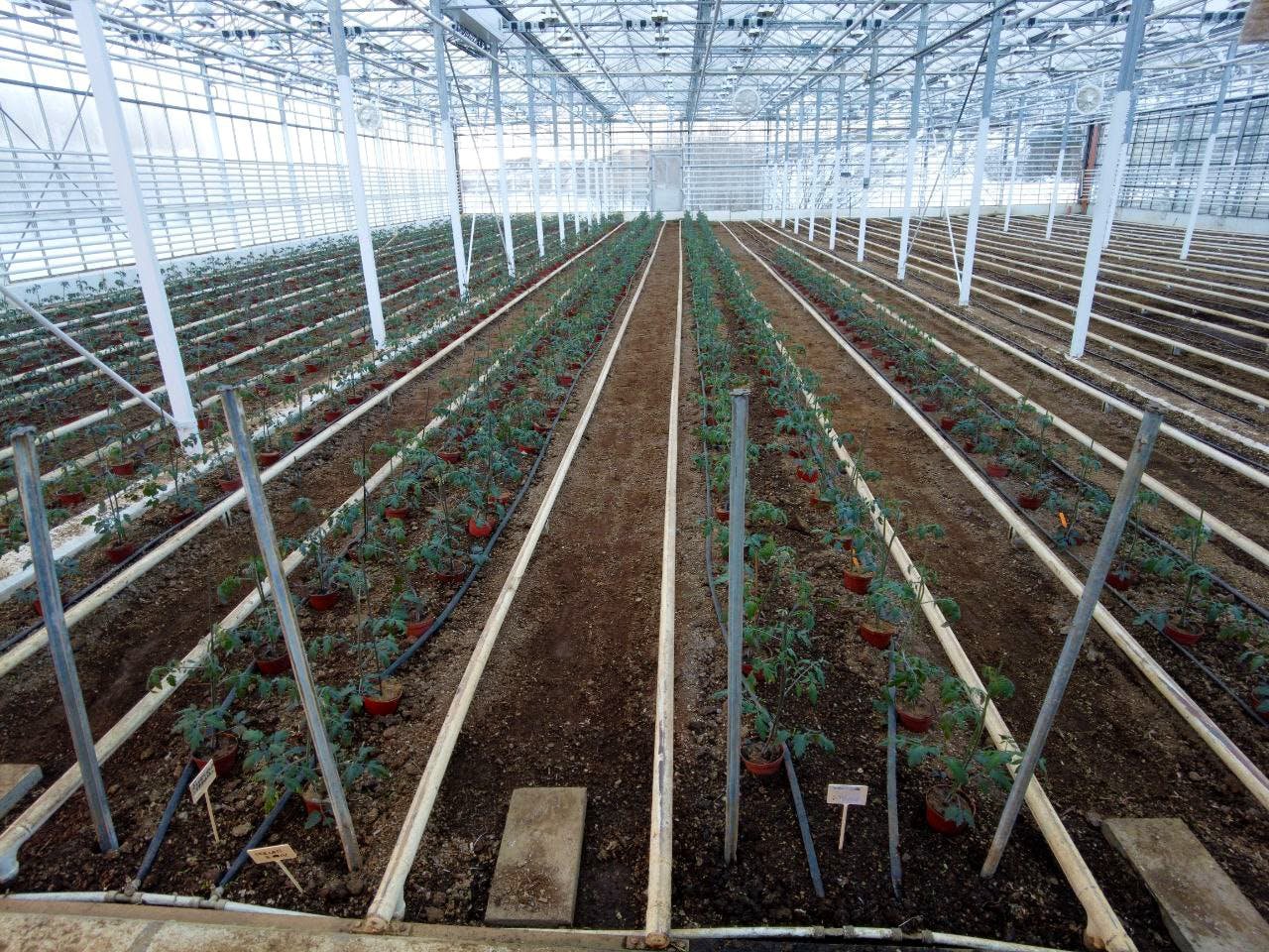 aifs-island-freiwilligenarbeit-ecovillage-greenhouse