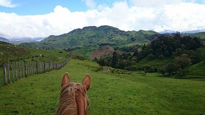 aifs-neuseeland-ranchwork-pferd-natur