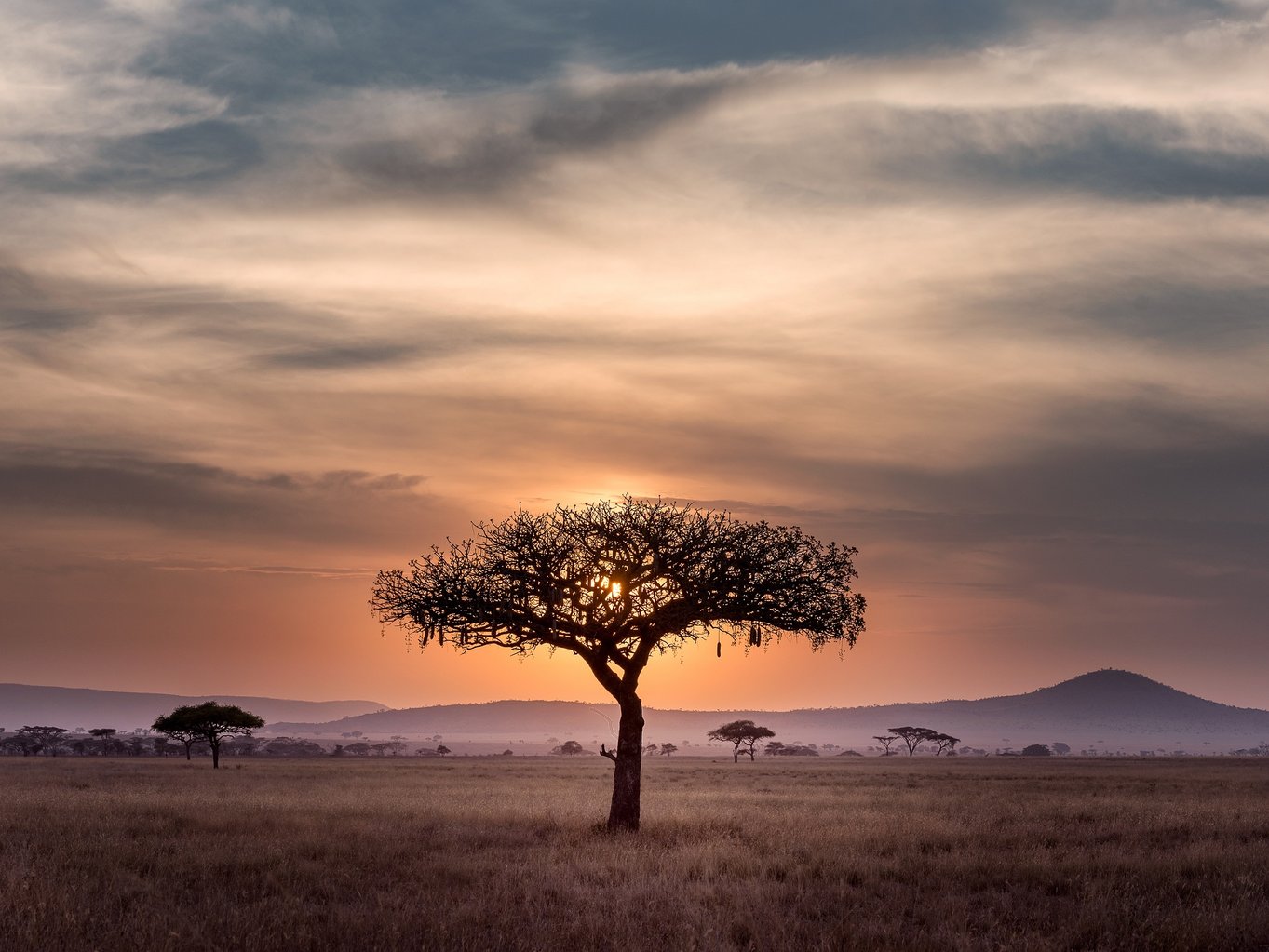 aifs-südafrika-baum-farmwork-and-travel