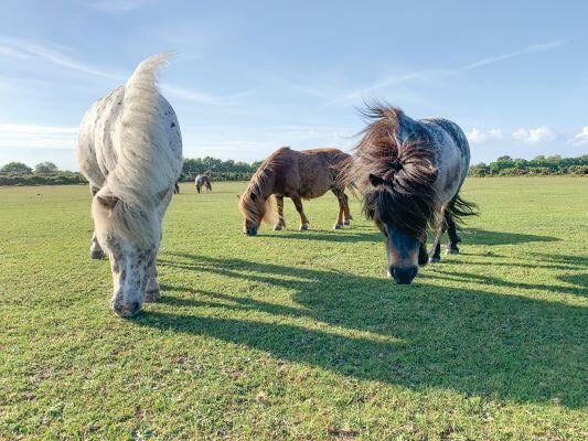 aifs-schueleraustausch-england-select-partnerfotos-brockenhurst-college-Ponies