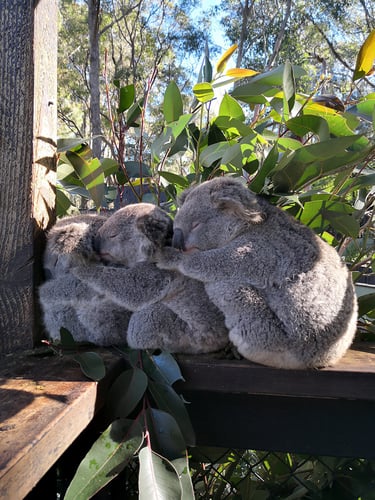Entdecke Koalas beim Auslandsstudium in Australien mit AIFS