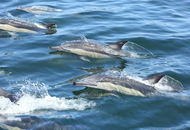 aifs-suedafrika-freiwilligenarbeit-projekt-ocean-conservation-meer-delfine