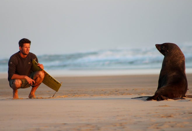 aifs-suedafrika-freiwilligenarbeit-projekt-ocean-conservation-person-tier-robbe-meer-strand