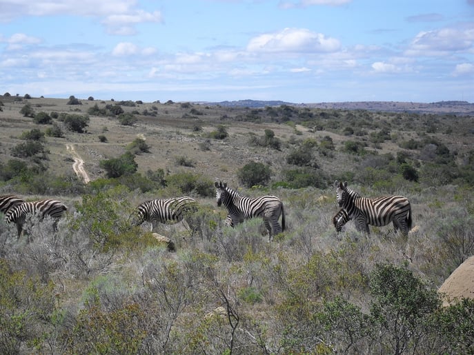 aifs_südafrika_wildlife_reservat_zebras