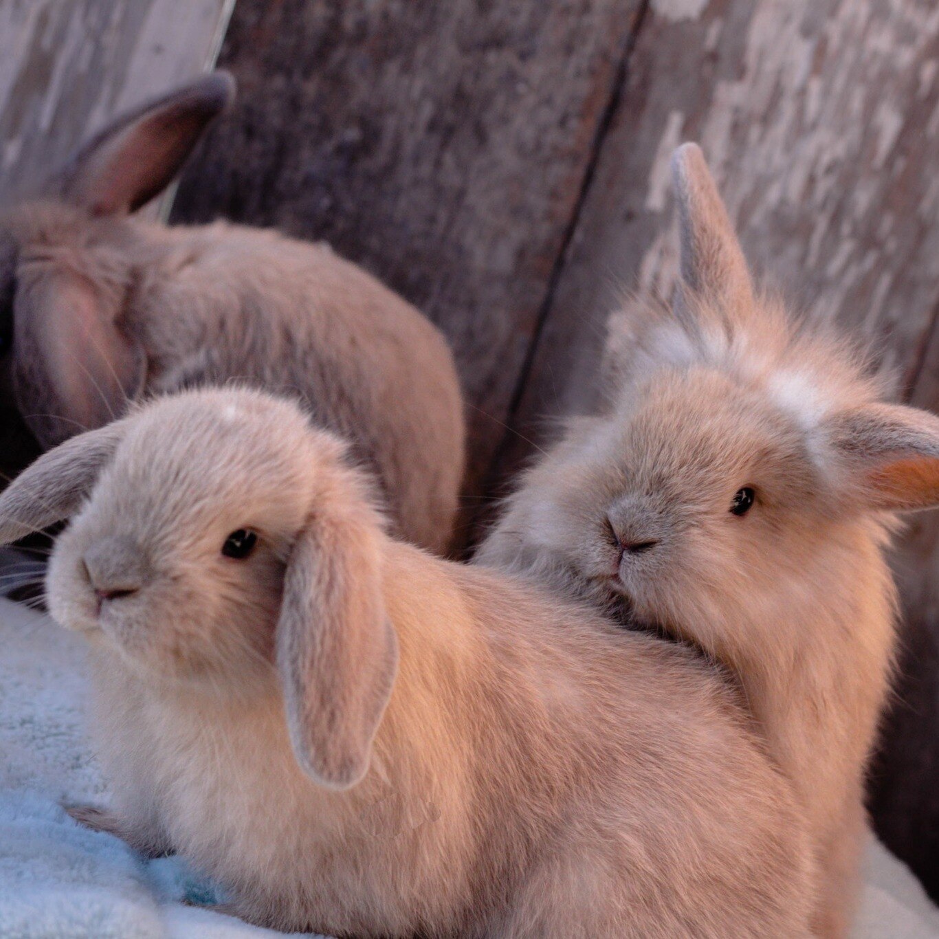 freiwilligenarbeit-kanada-domestic-animals-bunny-rescue-bunnies