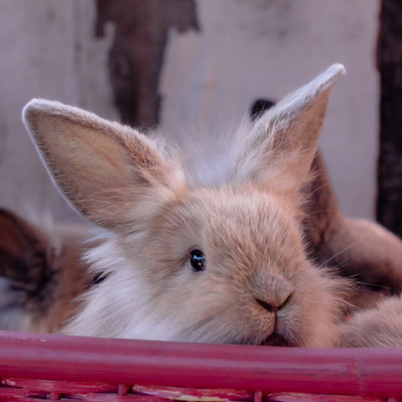 Freiwilligenarbeit mit Kaninchen in Kanada mit AIFS