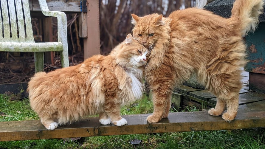 Paulinas Erfahrungen im Freiwilligenprojekt mit Kanada