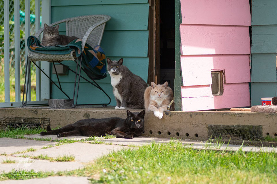 freiwilligenarbeit-kanada-domestic-animals-cat-rescue-katzen
