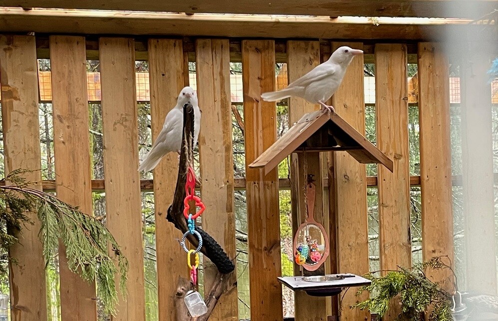 freiwilligenarbeit-kanada-vancouver-island-north-merville-vögel