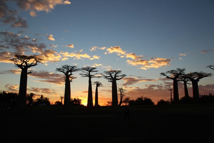 Baobabbäume auf Madagaskar