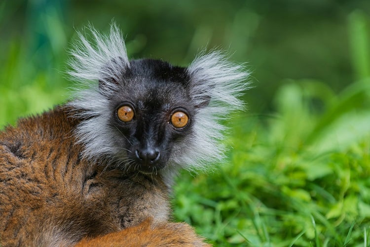 Ein Lemur schaut in die Kamera