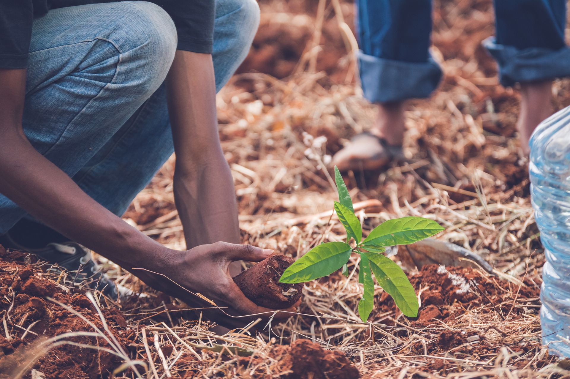 aifs-tansania-sansibar-freiwilligenprojekte-project-trees-for-future-person-baum-pflanze