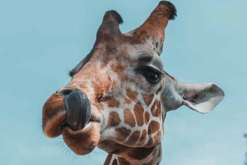 Giraffe_Safari_Tansania