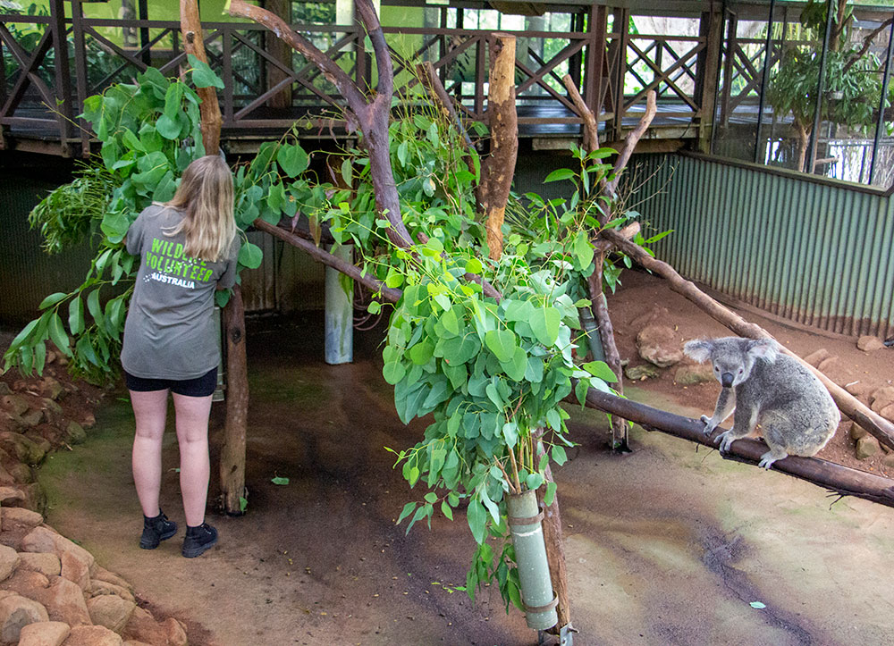 aifs-freiwilligenarbeit-australien-rainforest-station-person-koala-program-carousel-668x1000