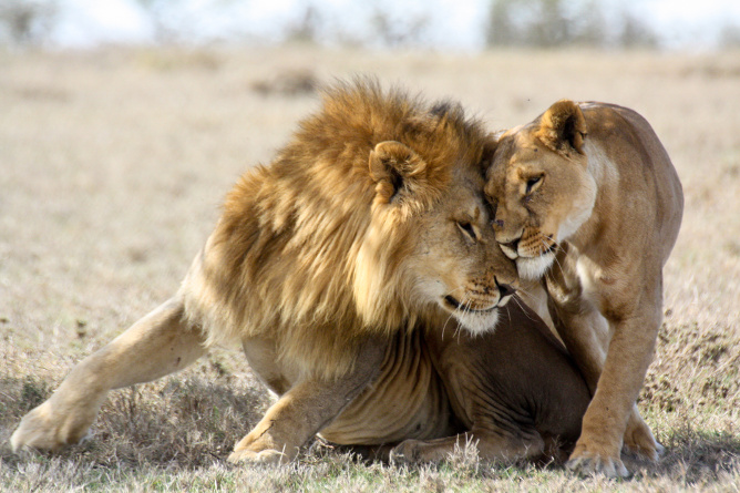 aifs-südafrika-allgemein-tiere-löwen-program-carousel-668x1000