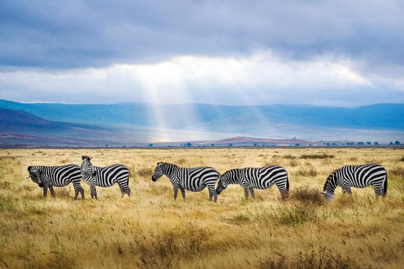 Zebra_Safari_Tansania
