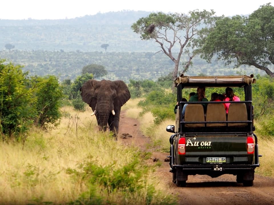 Erlebe Abenteuer bei einer Safari in Südafrika mit AIFS
