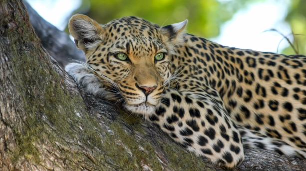 aifs-eswatini-safari-leopard