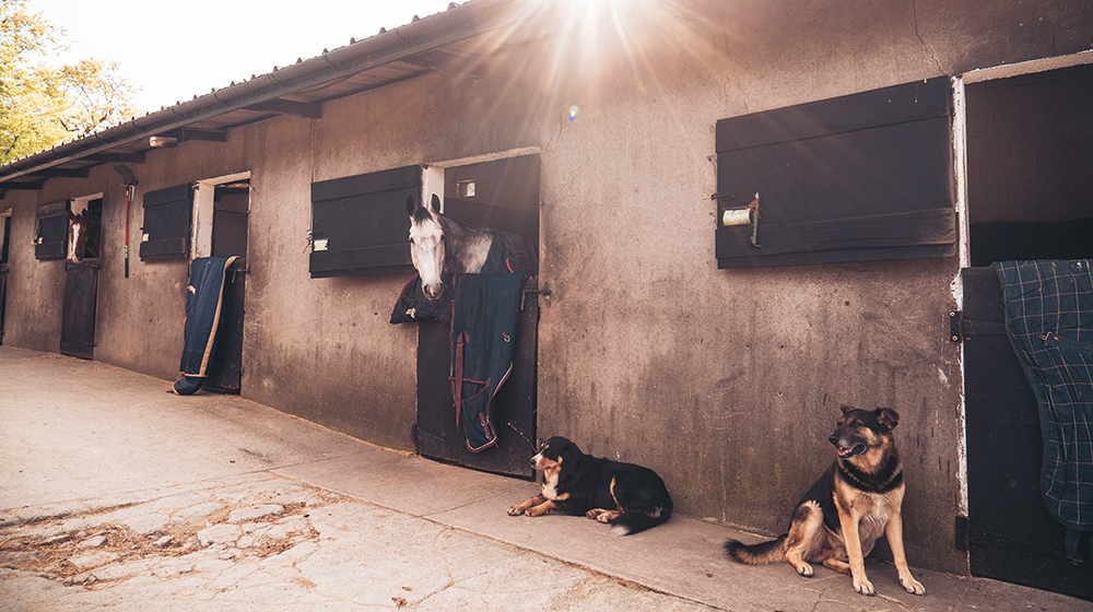 aifs-ranchwork-irland-stall-hund