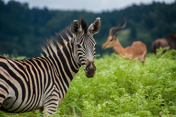 Ein Zebra, im Hintergrund eine Antilope